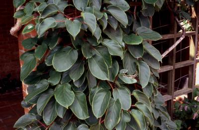 Leaves of Hardy Kiwi